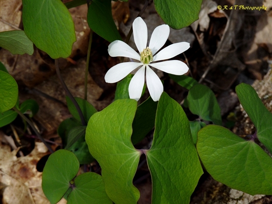 {Jeffersonia diphylla}